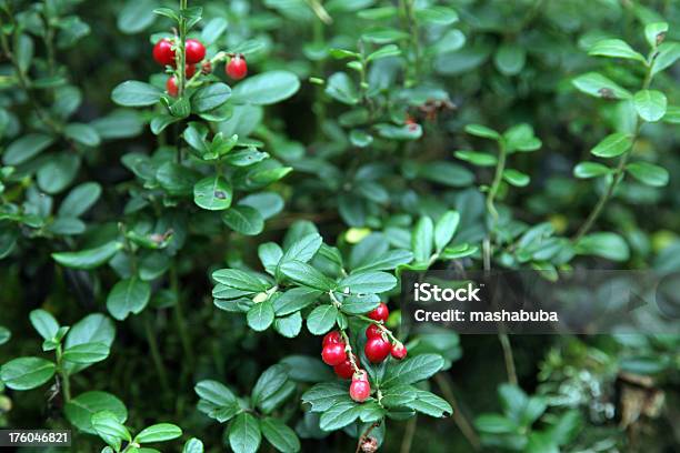 Cowberry - Fotografias de stock e mais imagens de Oxicoco - Oxicoco, Arando vermelho, Arbusto