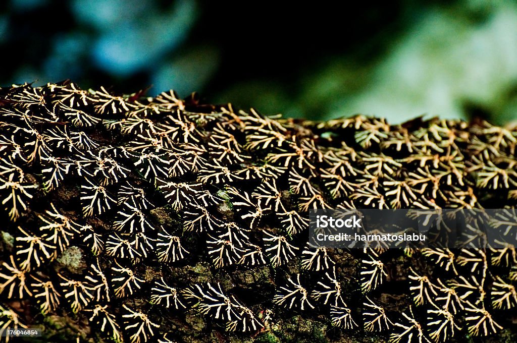 Schmetterlinge - Lizenzfrei Insel Rhodos - Inselgruppe Dodekanes Stock-Foto