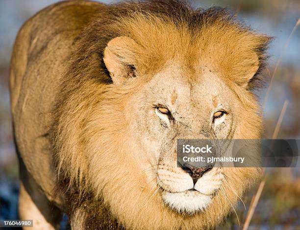 Nahaufnahme Männlich Lion Stockfoto und mehr Bilder von Afrika - Afrika, Botsuana, Fotografie