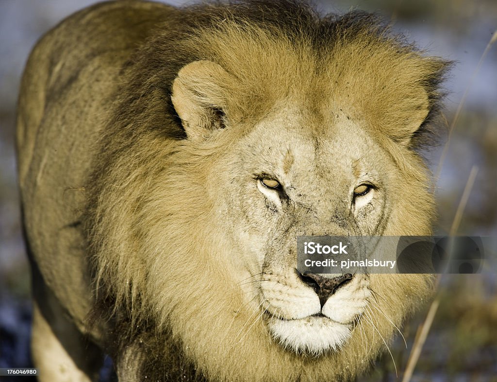 Primer plano de león macho - Foto de stock de Animal libre de derechos