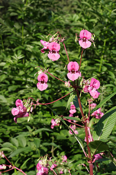 Ornamental jewelweed Impatiens glandulifera flowers in profile Flowers of Indian balsam / ornamental jewelweed ((Impatiens glandulifera)), an invasive riverside plant now common in the UK. This close up features the more common pink / red flower, though white ones are not uncommon.  A very tall wildflower, known in Britain as Indian or Himalayan balsam. Medium shot, photo taken beside a river in Merton, Surrey, UK. ornamental jewelweed stock pictures, royalty-free photos & images