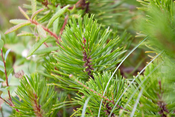 istock Close-up of Pine Tree Needles 176047175
