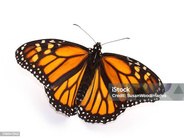 Monarch Mit Offenen Flügeln Stockfoto und mehr Bilder von Monarchfalter - Monarchfalter, Eleganz, Extreme Nahaufnahme