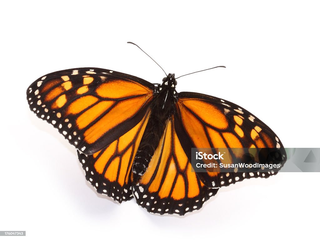 Borboleta monarca com Asas Abertas - Foto de stock de Borboleta-Monarca royalty-free