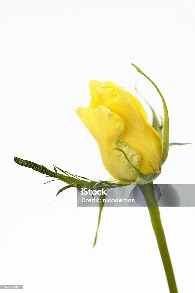 Flor rosa, amarillo - Foto de stock de Amarillo - Color libre de derechos