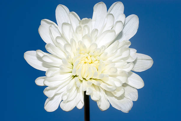 Chrysanthemum and Blue Sky Detail stock photo