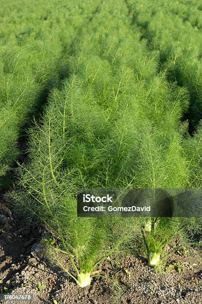 Foto de Fileiras De Vento Porosa Crescimento Na Fazenda De Ervadoce e mais fotos de stock de Agricultura