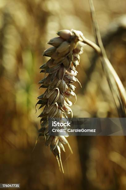 Foto de Orelhas De Trigo Na Luz Do Pôrdosol e mais fotos de stock de Agosto - Agosto, Agricultura, Campo