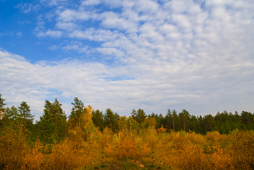red dry autumn forest glade under a blue cloudy sky