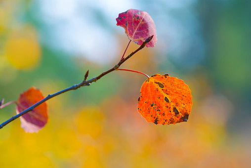 closeup aspen tree branch with red dry leaves