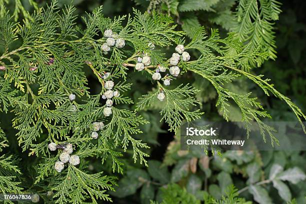 Evergreen Cypress Folhas Com Desenvolvimento De Pine Cones - Fotografias de stock e mais imagens de Falso-cipreste