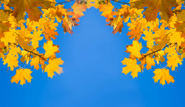 istock red autumn maple  tree branch on blue sky background 1760478527