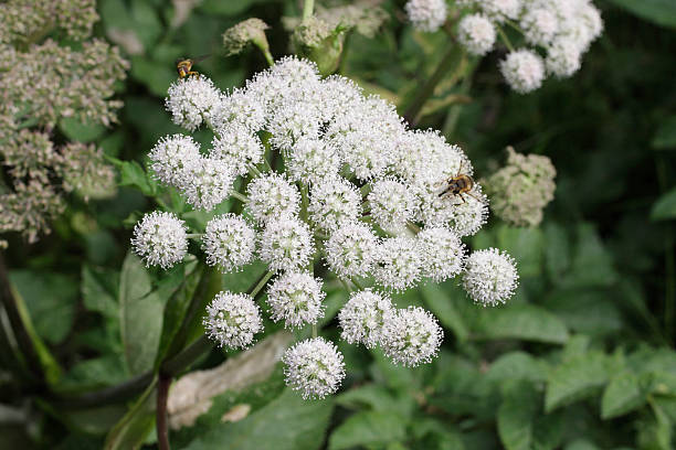 weiße blume von wild angelica sylvestris - angelica sylvestris stock-fotos und bilder