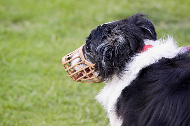 muzzled pies - nos zwierzęcia zdjęcia i obrazy z banku zdjęć