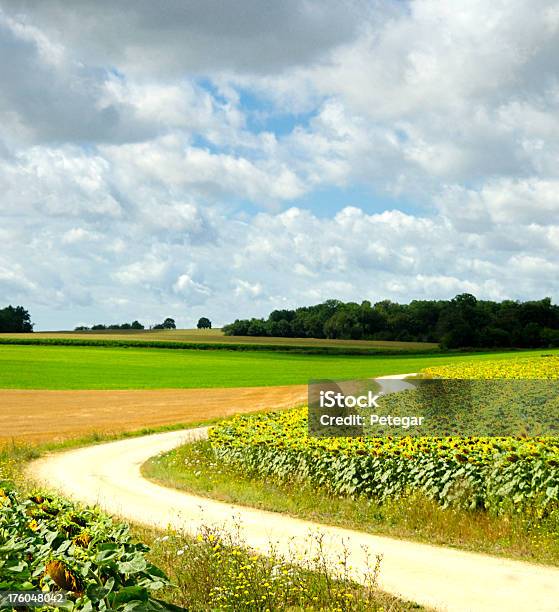 Sunflower Field Stock Photo - Download Image Now - Agricultural Field, Agriculture, Beauty