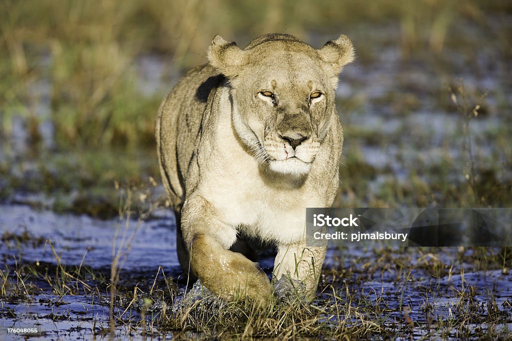 雌ライオンお子様用の Okavango - アフリカのロイヤリティフリーストックフォト