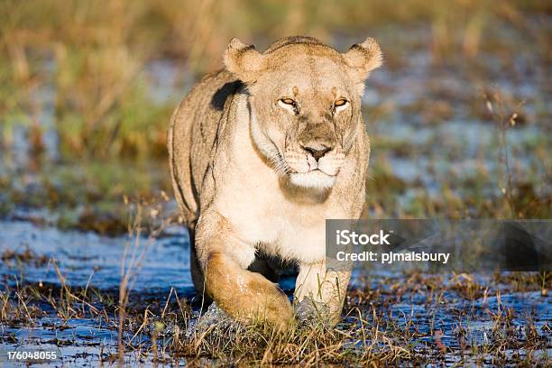 雌ライオンお子様用の Okavango - アフリカのストックフォトや画像を多数ご用意 - アフリカ, オカバンゴデルタ, サファリ動物