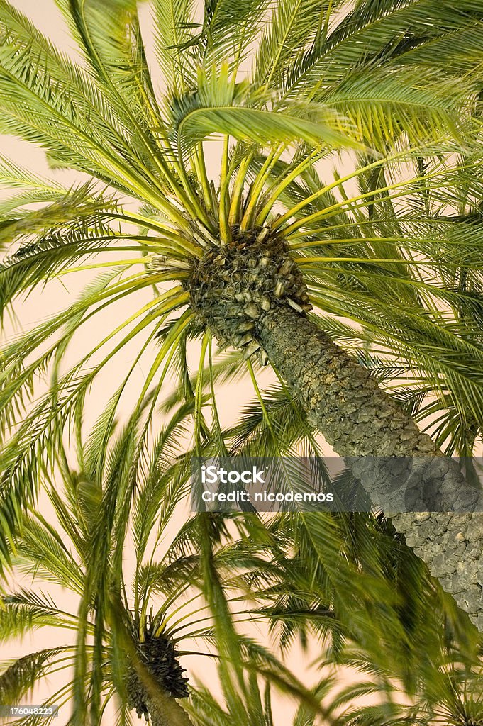 Palmen bei Sonnenuntergang - Lizenzfrei Baum Stock-Foto