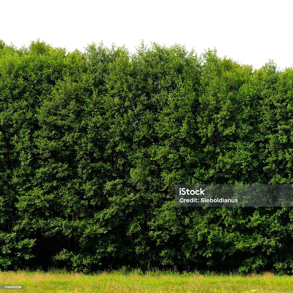 Bordo di un legno isolato su bianco (Alder, Alnus glutinosa). - Foto stock royalty-free di Cespuglio