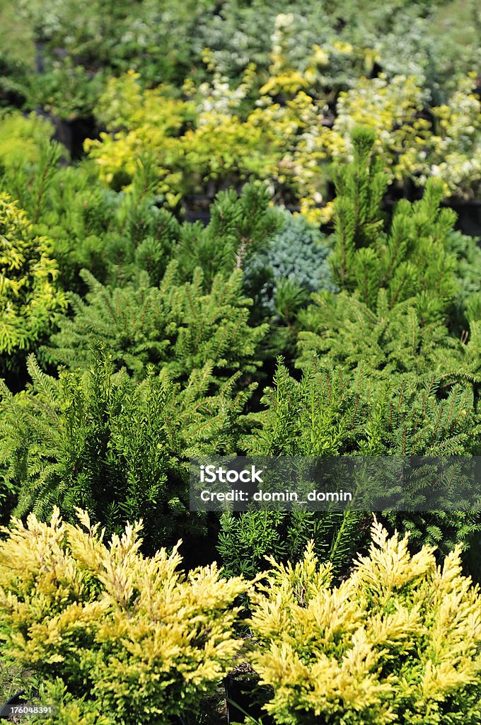 Plantas pequeñas - Foto de stock de Abeto libre de derechos