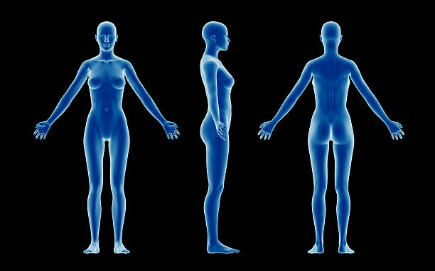 Human body of a slim woman, for study "X-ray, 3D model of human body of a slim woman for study. Front  view, side view and rear view. Great to be used in medicine works and health. Isolated on a black background." deltoid photos stock pictures, royalty-free photos & images