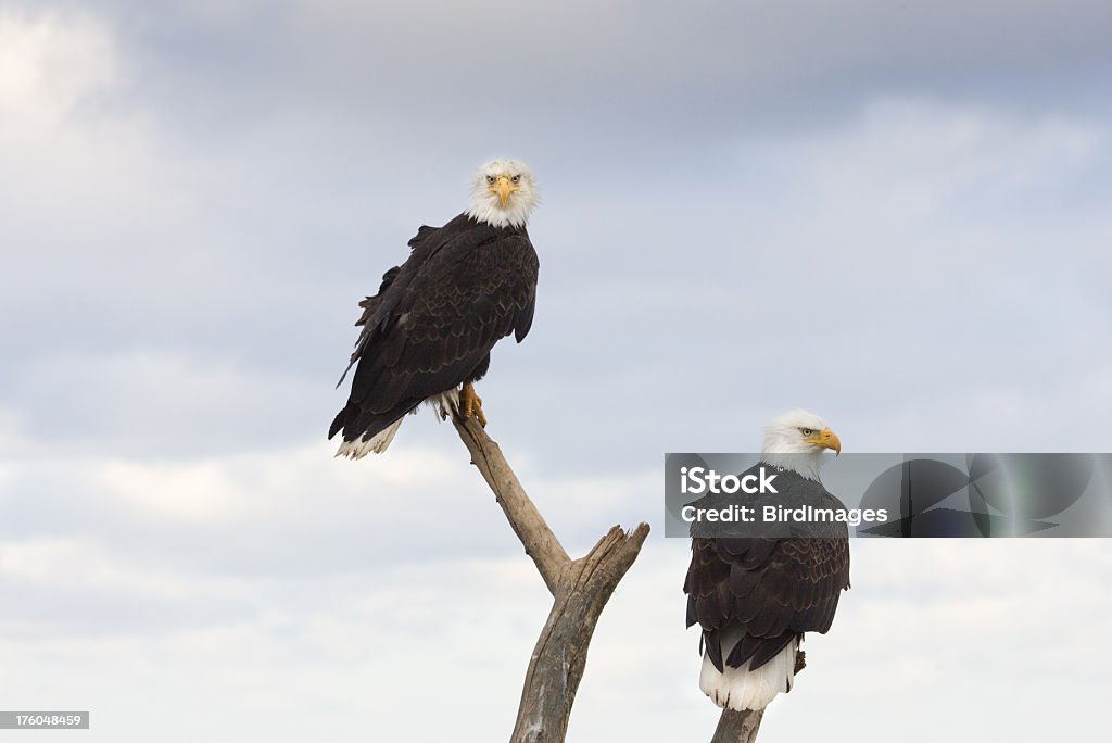 Bald Eagles situada bem na baliza, Alasca - Royalty-free Alasca Foto de stock