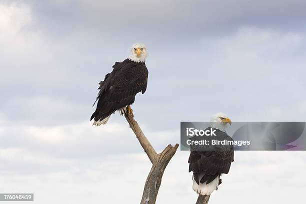 Bald Eagles Situada Bem Na Baliza Alasca - Fotografias de stock e mais imagens de Alasca - Alasca, Animal, Ave de Rapina