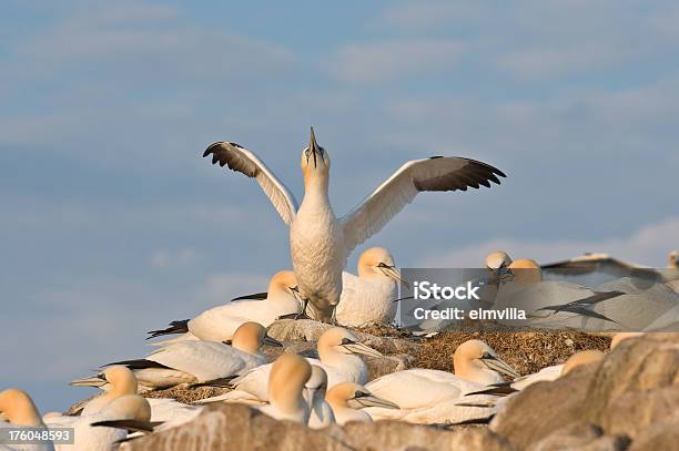 Foto de Gansopatola Alongando Suas Asas No Uma Colônia e mais fotos de stock de Amarelo - Amarelo, Animal, Animal selvagem