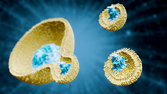 Endosomes - 3d rendered image of Endosomes are membrane-bound organelles. They are parts of endocytic membrane transport pathway.  Endomembrane system in cells. Bilayer Lipid Membrane. Abstract medical illustration. Microscopic view. Microbiologic research concept.