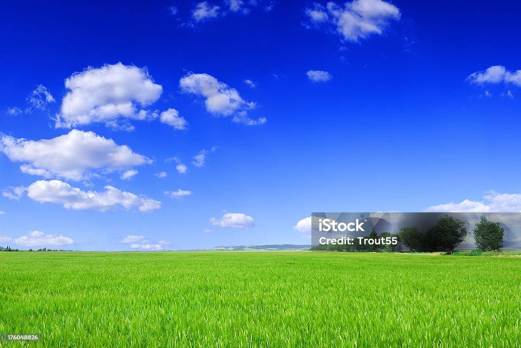 Pole, błękitne niebo i białe chmury - Zbiór zdjęć royalty-free (Bez ludzi)