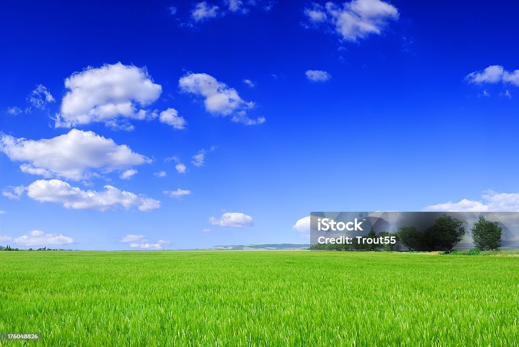 Campos, o céu azul e nuvens brancas - Foto de stock de Azul royalty-free