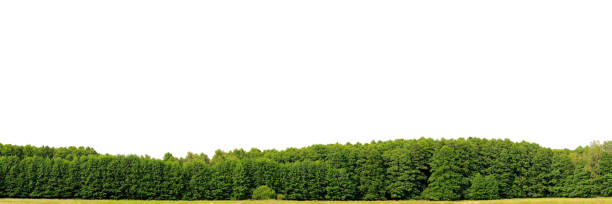 Edge of a wood isolated on white, hugeresolution. (Alnus glutinosa)