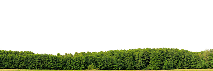 A panoramic photo of a bright-green edge of a wood against a white sky. Mainly Alnus glutinosa or Alder trees dominate the photo, which features a typical, native vegetation along brooks and creeks of Europe. This photo has a large resolution of more than 300 Megapixels.