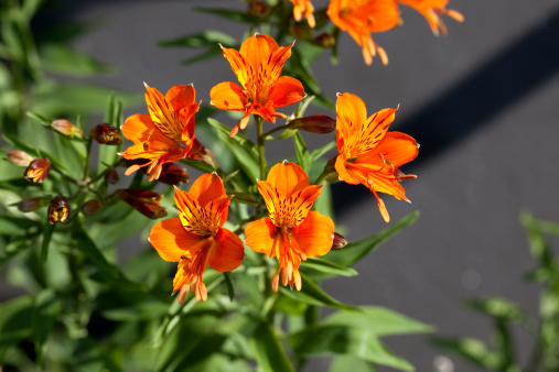 Perennial with beautiful bright orange flowers in early summer.