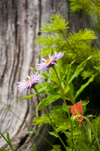 istock Fancy Daisy Wildflowers against an Old Pine Stump 176049119