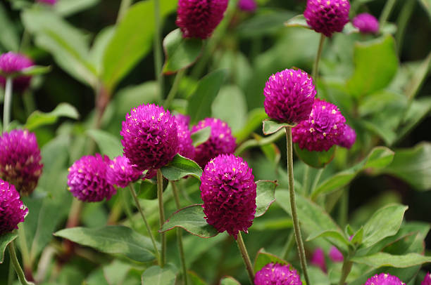 istock Purple Gomphrena Globosa Flower 176049179