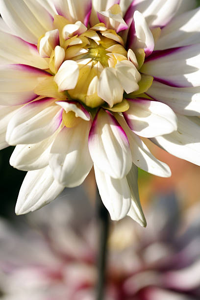 istock White-purple dahlia 176049305