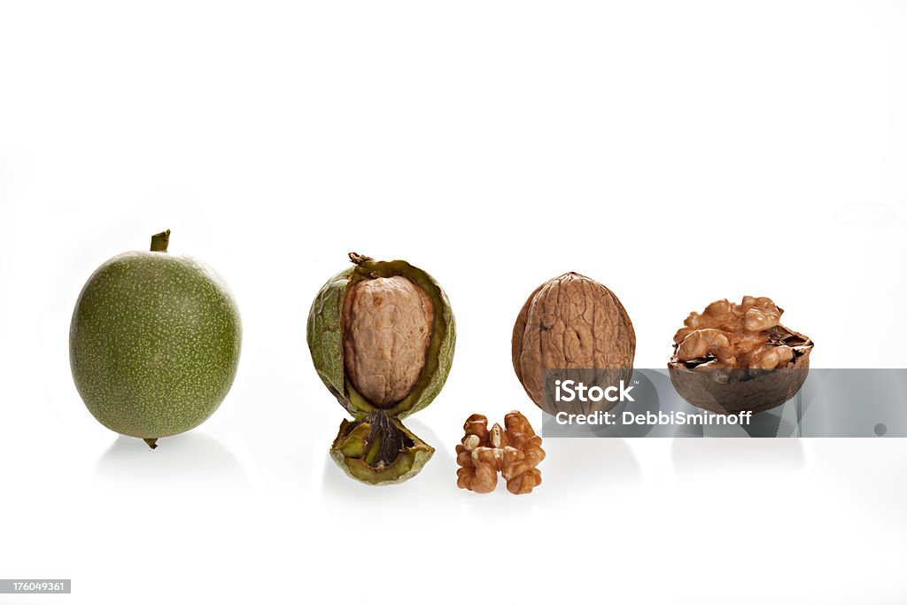 Phasen der Walnut - Lizenzfrei Antioxidationsmittel Stock-Foto