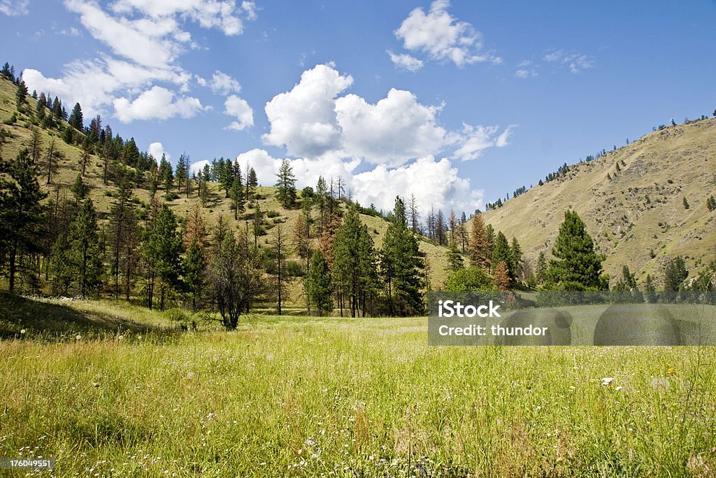 Mountain Meadow "Mountain Meadow, at Wilson Bar air strip in the Idaho back country." Beauty Stock Photo