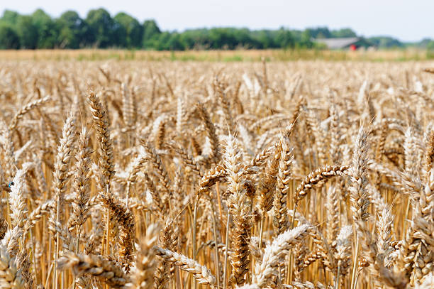istock Wheat closeup. Crop ready to harvest 176049598