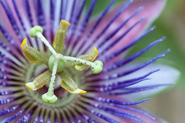 "Macro of Passion Flower, or Passiflora belotii. Traditionally, the fresh or dried whole plant has been used as a herbal medicine to treat nervous anxiety and insomnia."