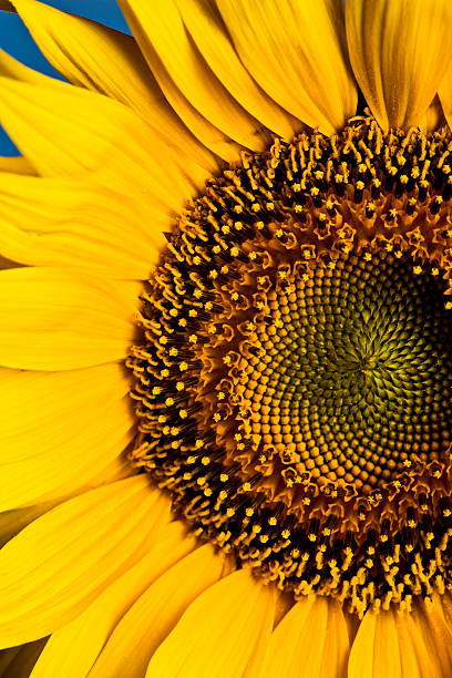 istock Close - up Of Half Sunflower 176049865