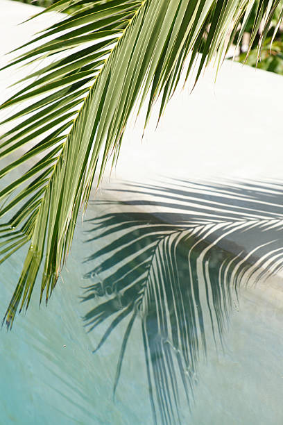 istock Palm leaves touching water pool and its shadow 176049882