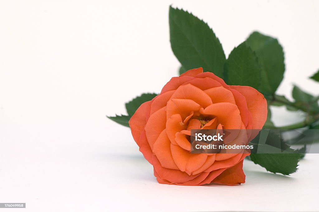 Flor-de-rosa vermelha - Royalty-free Figura para recortar Foto de stock