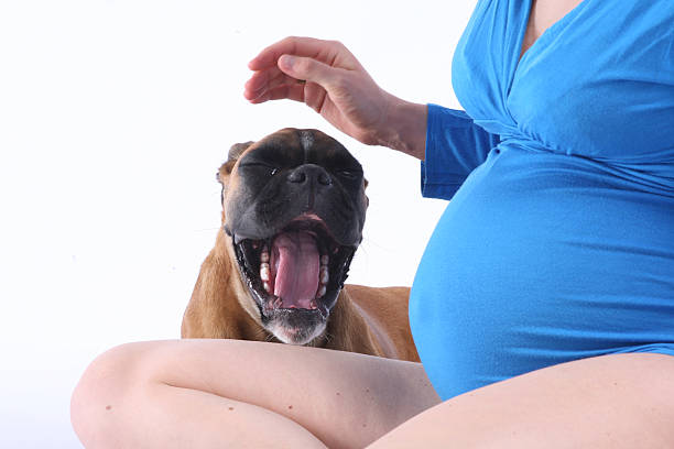 istock Pregnant woman with her dog 176050071