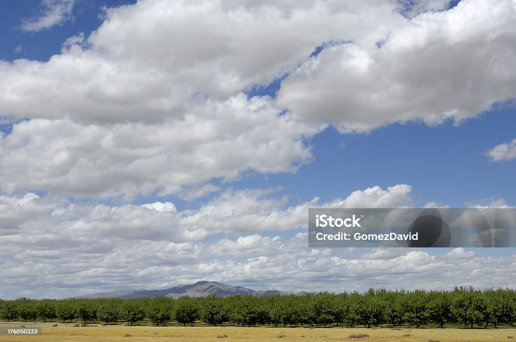 Orchard von Ripening Mandeln Nüsse - Lizenzfrei Kalifornien Stock-Foto