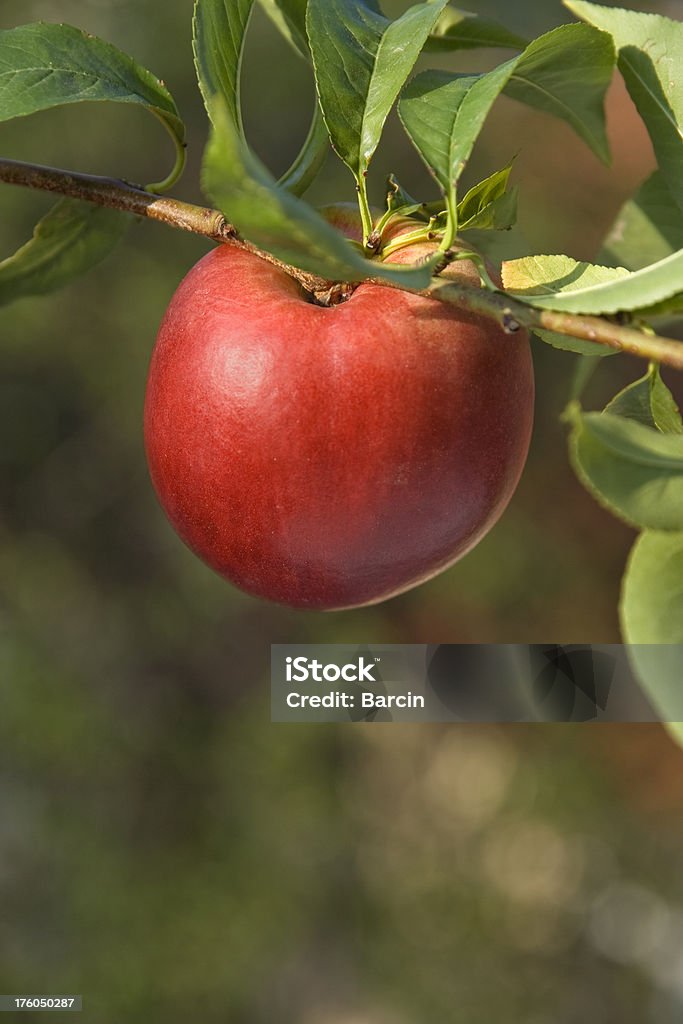 Fresca de nectarina - Foto de stock de Nectarina libre de derechos