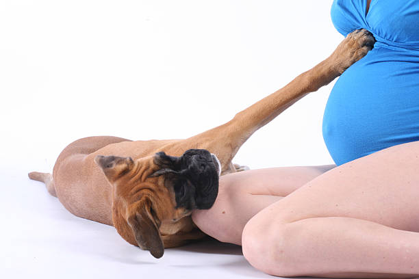 istock Pregnant woman with her dog 176050367