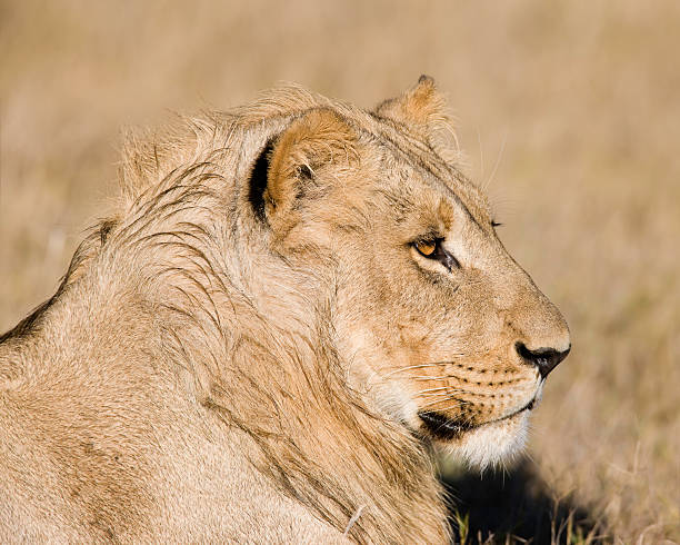 istock Young Male Lion 176050412