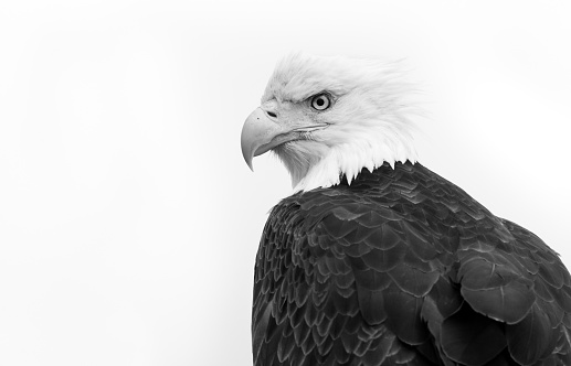 Bald Eagle in Black & White